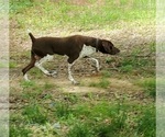 Small Photo #13 German Shorthaired Pointer Puppy For Sale in BLUE SPRINGS, MS, USA