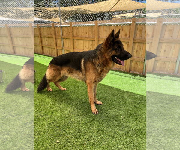 Medium Photo #2 German Shepherd Dog Puppy For Sale in San Diego, CA, USA