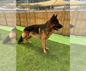 Ragnar - Male German Shepherd Dog Dog for Adoption - Photo #2