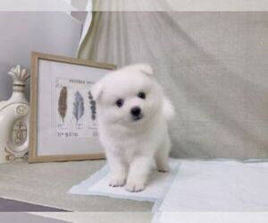 Japanese Spitz Puppy for sale in SAN JOSE, CA, USA