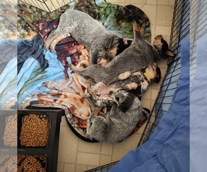Australian Cattle Dog Puppy for sale in WELLINGTON, OH, USA