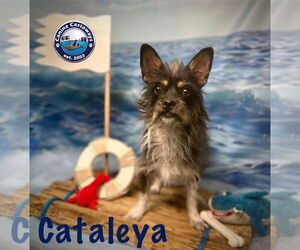 Cataleya - Female Toxirn Dog for Adoption - Photo #2