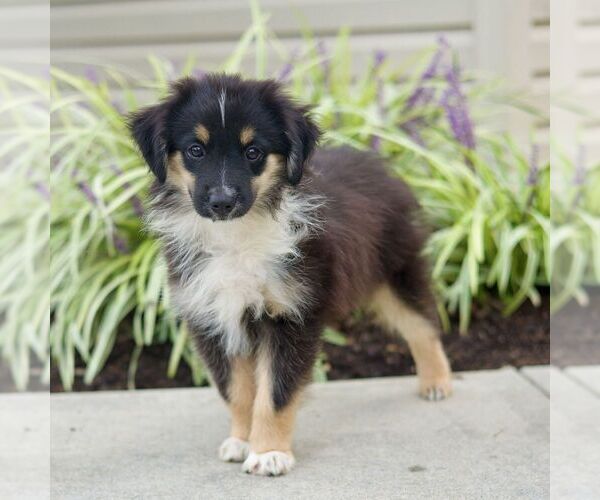 Medium Photo #5 Miniature Australian Shepherd Puppy For Sale in NEW PROVIDENCE, PA, USA
