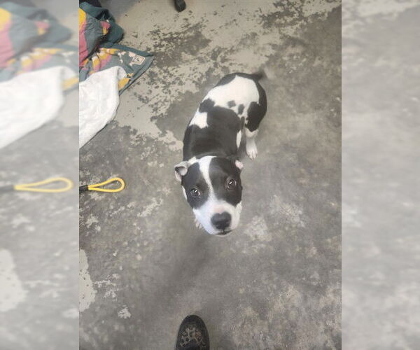 Medium Photo #1 Staffordshire Bull Terrier-Unknown Mix Puppy For Sale in Tallahassee, FL, USA