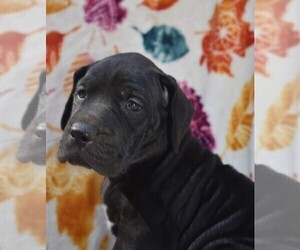 Great Dane Puppy for sale in ALVARADO, TX, USA