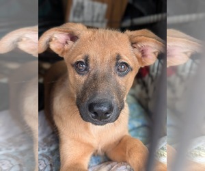Mutt Dogs for adoption in Holly Springs, NC, USA