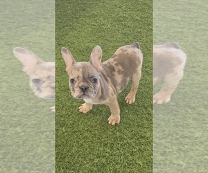 French Bulldog Puppy for sale in BERKLEY, MI, USA