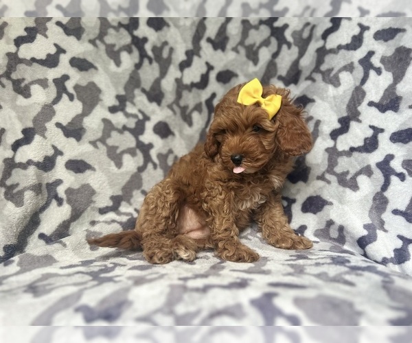 Medium Photo #4 Cavapoo Puppy For Sale in LAKELAND, FL, USA