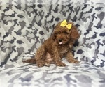 Small #3 Cavapoo