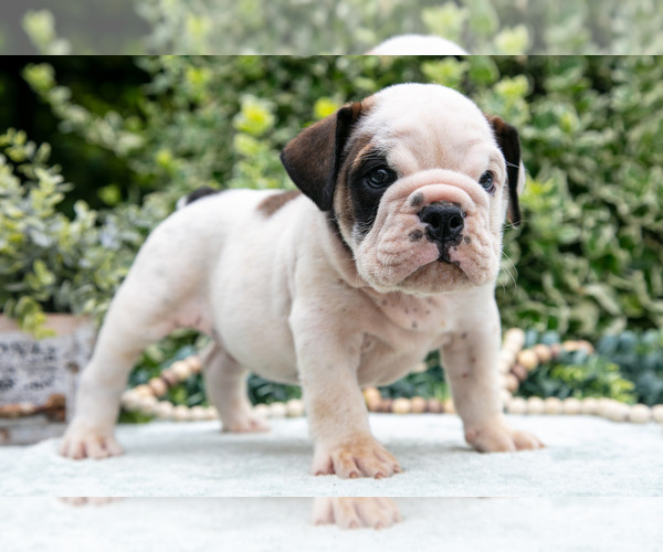 Medium Photo #9 English Bulldog Puppy For Sale in GORDONVILLE, PA, USA