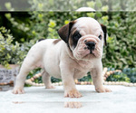 Small Photo #9 English Bulldog Puppy For Sale in GORDONVILLE, PA, USA