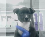 Small #2 German Shepherd Dog Mix