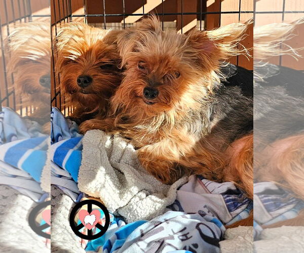 Medium Photo #8 Mutt Puppy For Sale in Lebanon, PA, USA