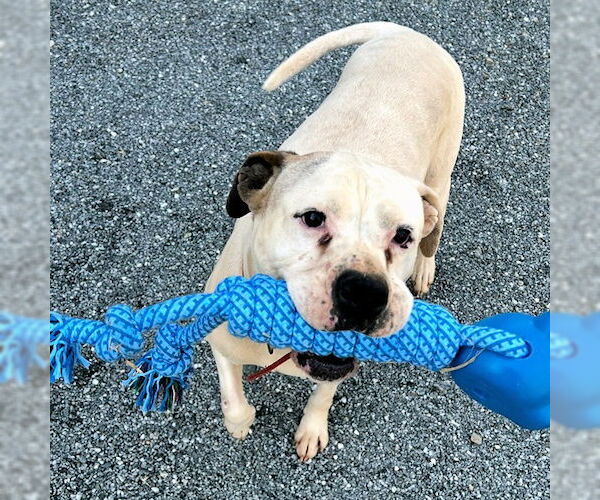 Medium Photo #1 Boxer Puppy For Sale in Rutherfordton, NC, USA