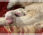Small Photo #9 English Cream Golden Retriever Puppy For Sale in WHITE SALMON, WA, USA