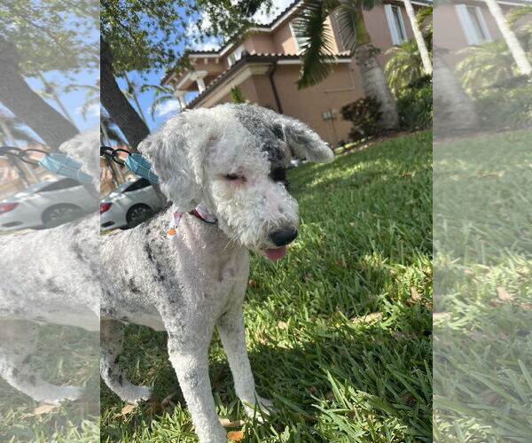 Medium Photo #1 Golden Retriever-Unknown Mix Puppy For Sale in Bonita Springs, FL, USA