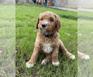 Goldendoodle Puppy for sale in BAKERSFIELD, CA, USA