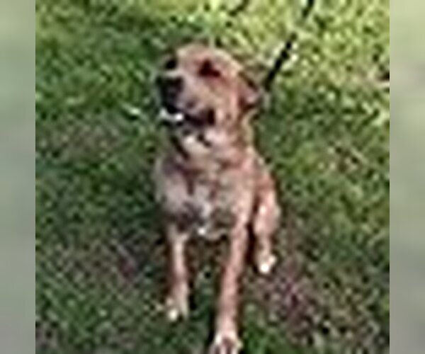 Medium Photo #3 Mutt Puppy For Sale in HOPKINSVILLE/PRINCETON, KY, NH, USA