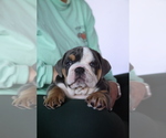Small #5 English Bulldog