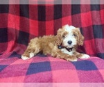 Small #3 Cavapoo