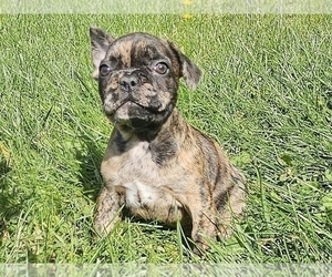 French Bulldog Puppy for sale in PROVIDENCE, RI, USA