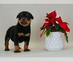 Small Photo #7 Rottweiler Puppy For Sale in NAPPANEE, IN, USA
