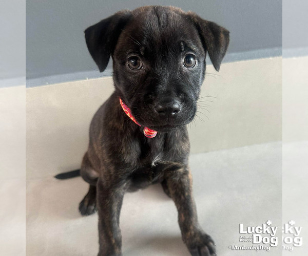 Medium Photo #1 Labrador Retriever-Unknown Mix Puppy For Sale in Washington, DC, USA