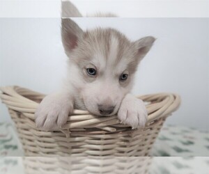 Siberian Husky Puppy for sale in KOKOMO, IN, USA