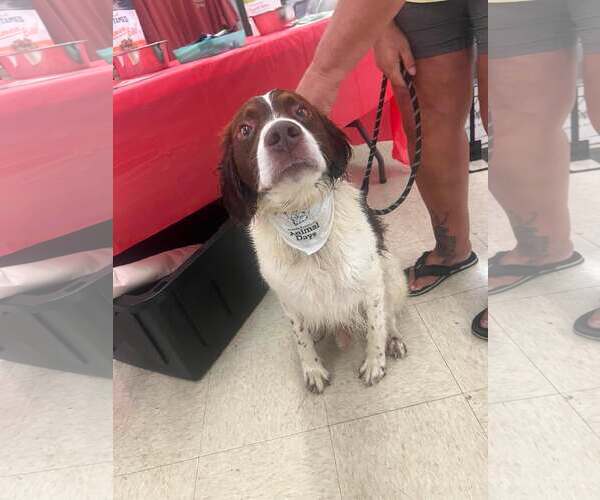 Medium Photo #2 Brittany Puppy For Sale in Curwensville, PA, USA