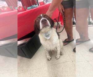 OH/Bear - Male Brittany Dog for Adoption - Photo #2