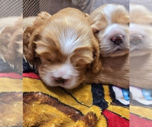 English Cocker Spaniel Puppy for sale in HOLYOKE, MA, USA