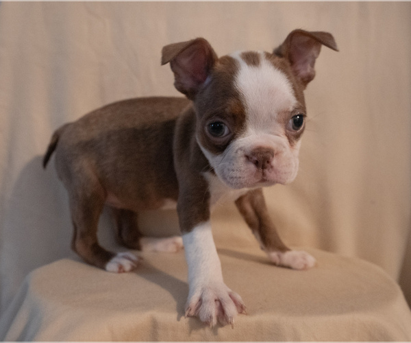 Medium Photo #5 Boston Terrier Puppy For Sale in FRESNO, CA, USA
