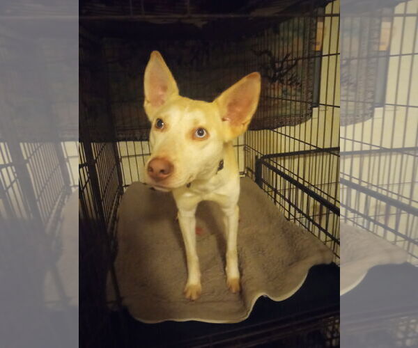 Medium Photo #1 Australian Kelpie-Siberian Husky Mix Puppy For Sale in Pacific grove , CA, USA