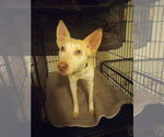 Small Australian Kelpie-Siberian Husky Mix