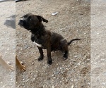 Small Photo #6 Bullypit Puppy For Sale in PRESCOTT VALLEY, AZ, USA