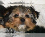 Small Yorkshire Terrier