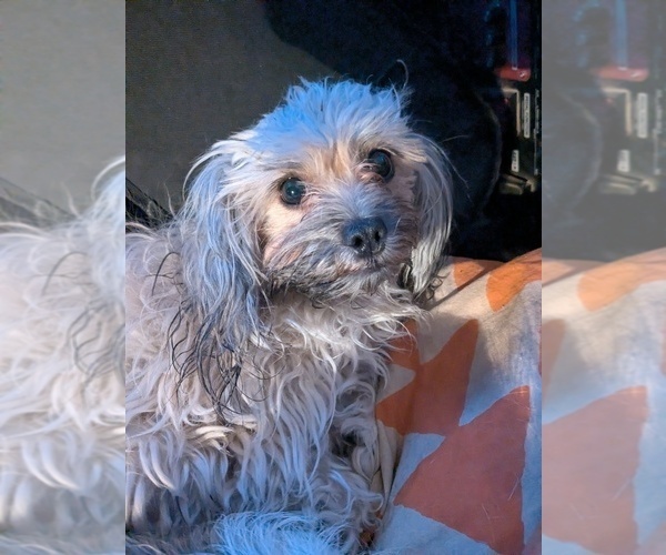 Medium Photo #1 YorkiePoo Puppy For Sale in GOLDEN, CO, USA