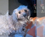 Small Photo #1 YorkiePoo Puppy For Sale in GOLDEN, CO, USA