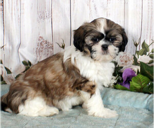 Shih Tzu Puppy for sale in PENNS CREEK, PA, USA