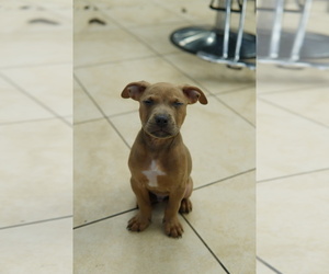 American Bully-Bullboxer Pit Mix Puppy for sale in CLIFTON, NJ, USA