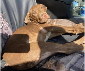 Labrador Retriever Dogs for adoption in San Antonio, TX, USA