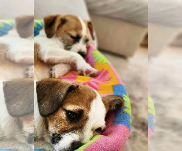 Medium Photo #3 Jack Chi Puppy For Sale in Fultonham, NY, USA