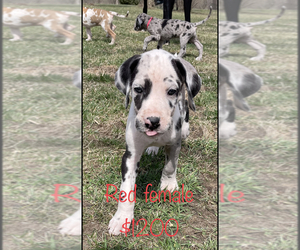 Great Dane Puppy for sale in HERSEY, MI, USA