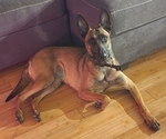 Small Photo #1 Belgian Malinois Puppy For Sale in SHICKSHINNY, PA, USA