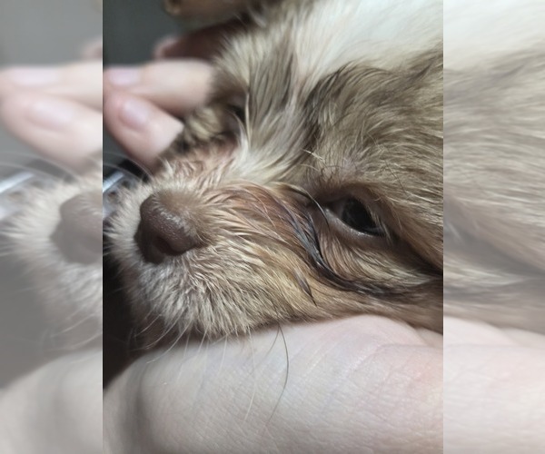 Medium Photo #31 Maltipom-Pomeranian Mix Puppy For Sale in HUDSON, MA, USA