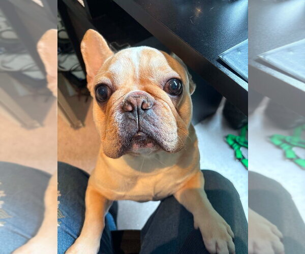 Medium Photo #4 French Bulldog Puppy For Sale in Brights Grove, Ontario, Canada