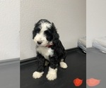 Small Photo #4 Bernedoodle Puppy For Sale in ANNA, TX, USA