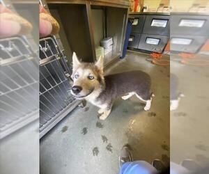 Medium Siberian Husky Mix