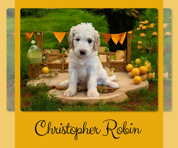 Medium Photo #3 Bernedoodle Puppy For Sale in MENIFEE, CA, USA