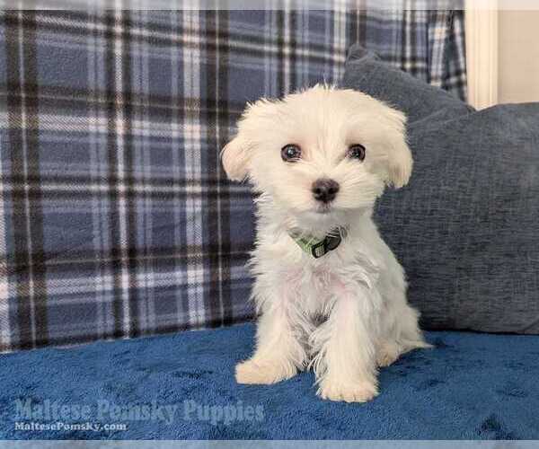 Medium Photo #1 Maltese Puppy For Sale in OCALA, FL, USA